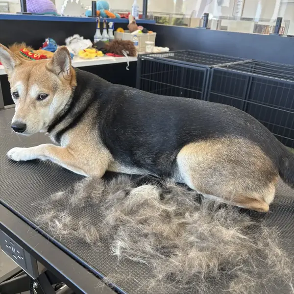 Dog being groomed at K9 Rox Club spa